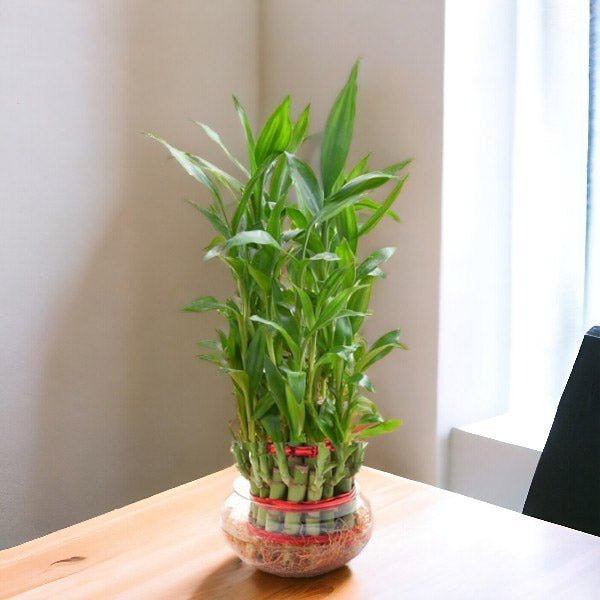 lucky bamboo in clear vase Three-Layer Lucky Bamboo in Clear Glass Vase - Flowers to Nepal