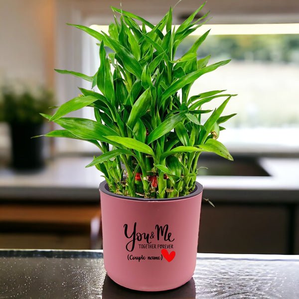 Triple-Layer Lucky Bamboo Plant in a Personalized Self-Watering Pot - Flowers to Nepal - FTN