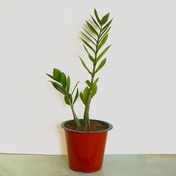 Zamioculcas Zamiifolia - ZZ Plant In A Pot - Small - Flowers to Nepal - FTN